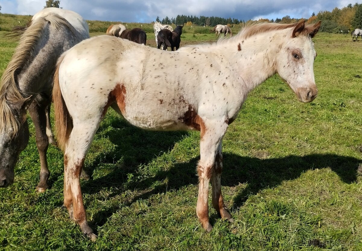 Jedinečná Appaloosa klisnička - 2
