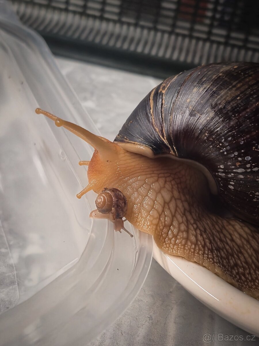 Šnek africký - 2