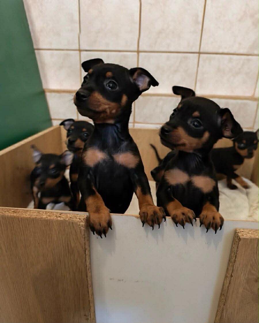 pražský krysařík - 2