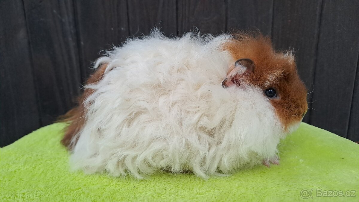 Merino, samička dlouhosrsté morče - 2