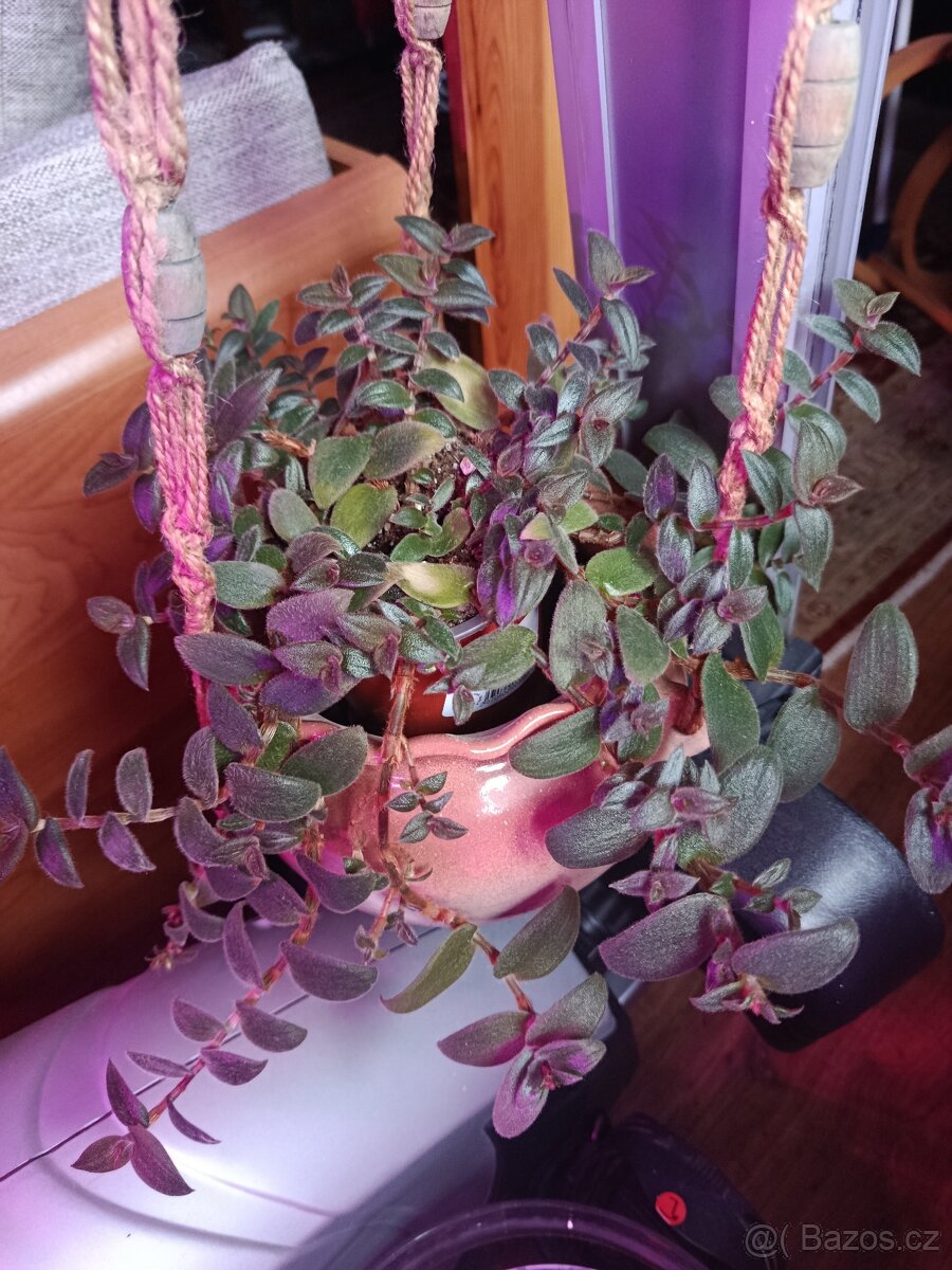 Cyanotis beddomei (Teddy Bear Vine) - 2