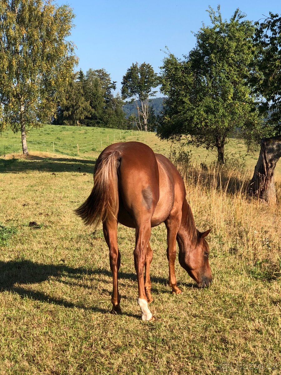 AQH valach - 2