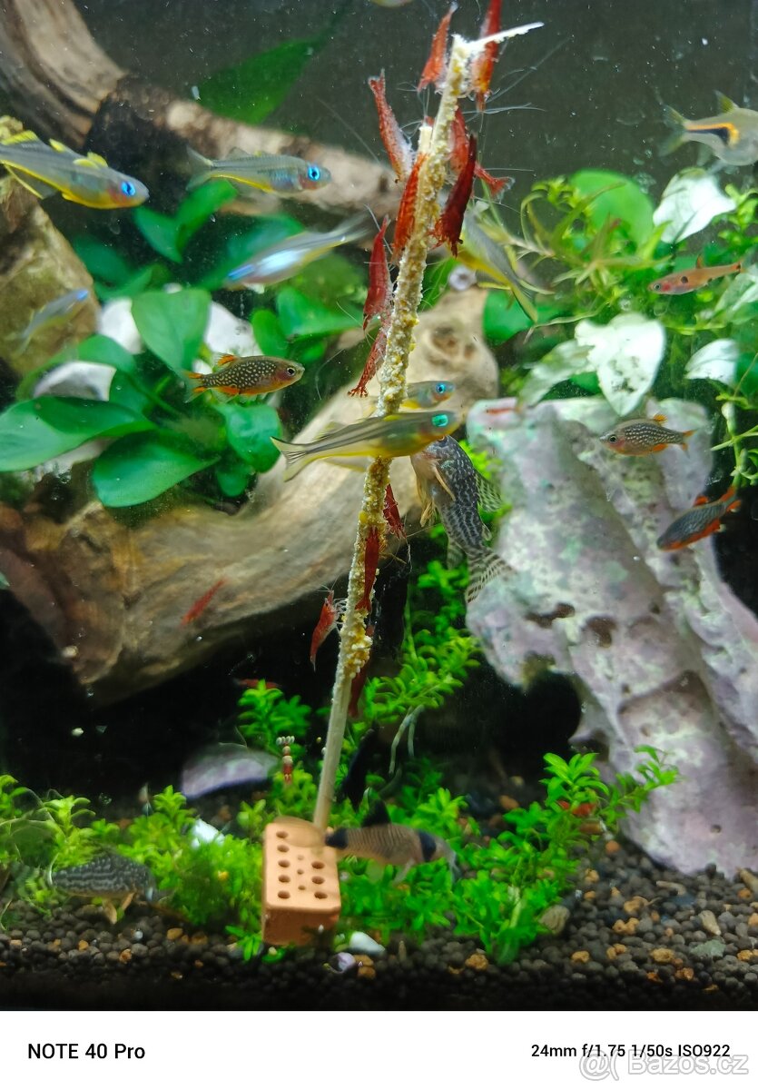 Akvárium výměnou - 2