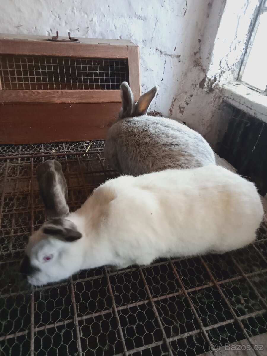 Letošní kalifornský černý - 2