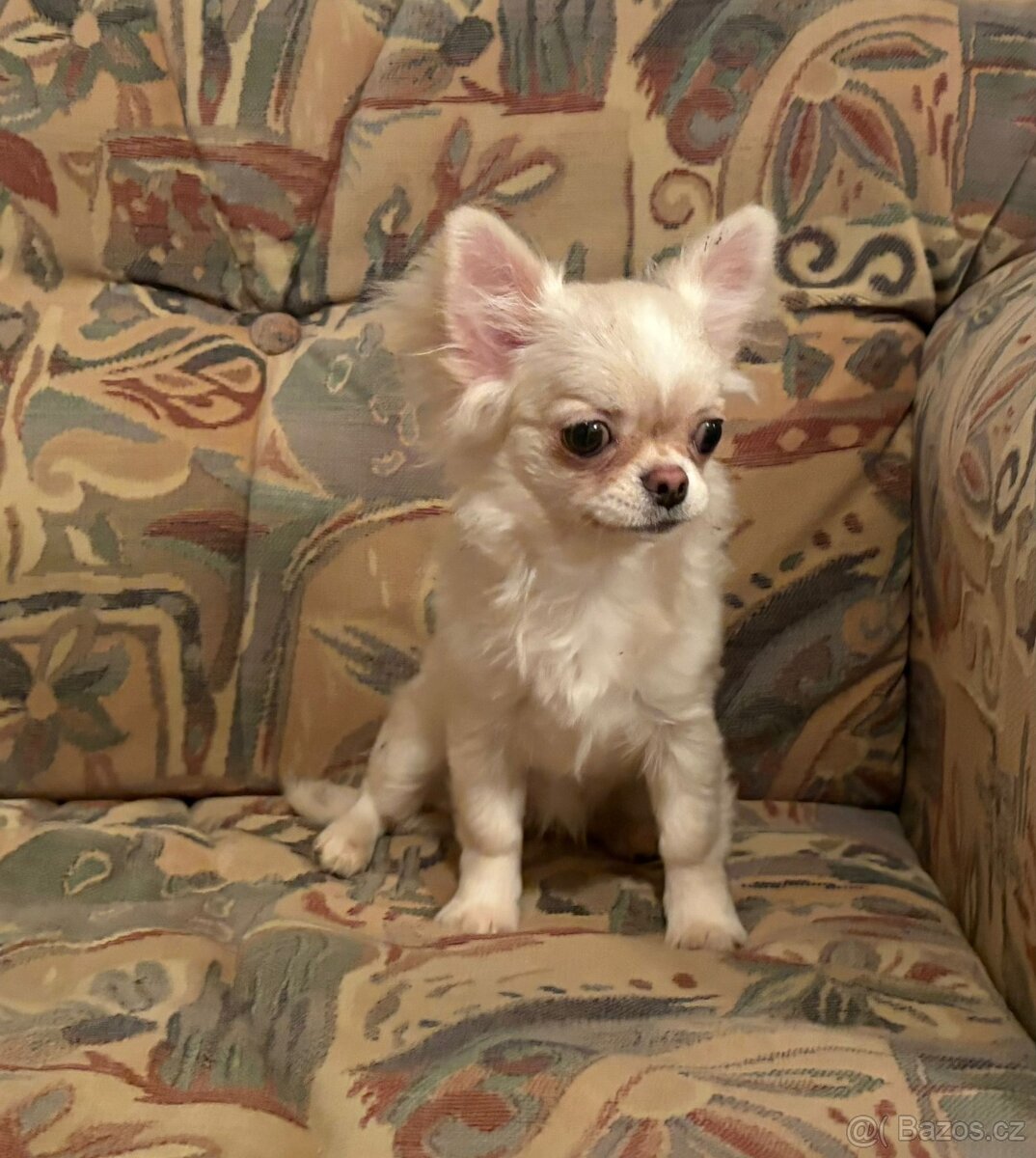 Čivava dlouhosrstá s PP- fenka - 2