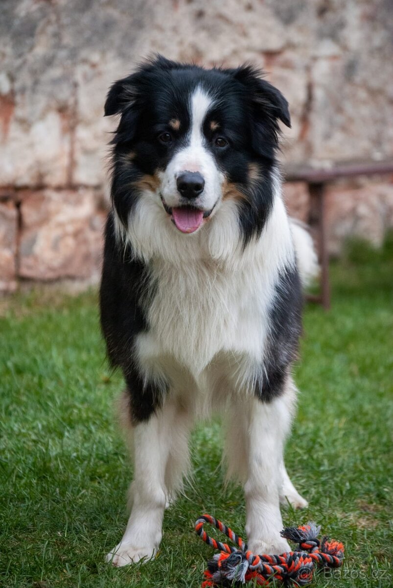 Border kolie - chovný pes ke krytí - 2