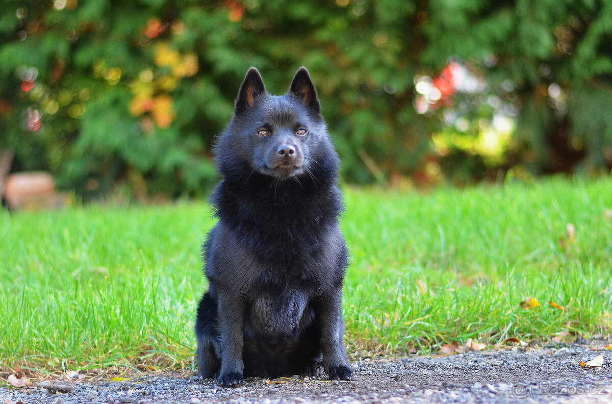 Šiperka s PP- nabízím krytí plnochrupým zdravým psem - 2