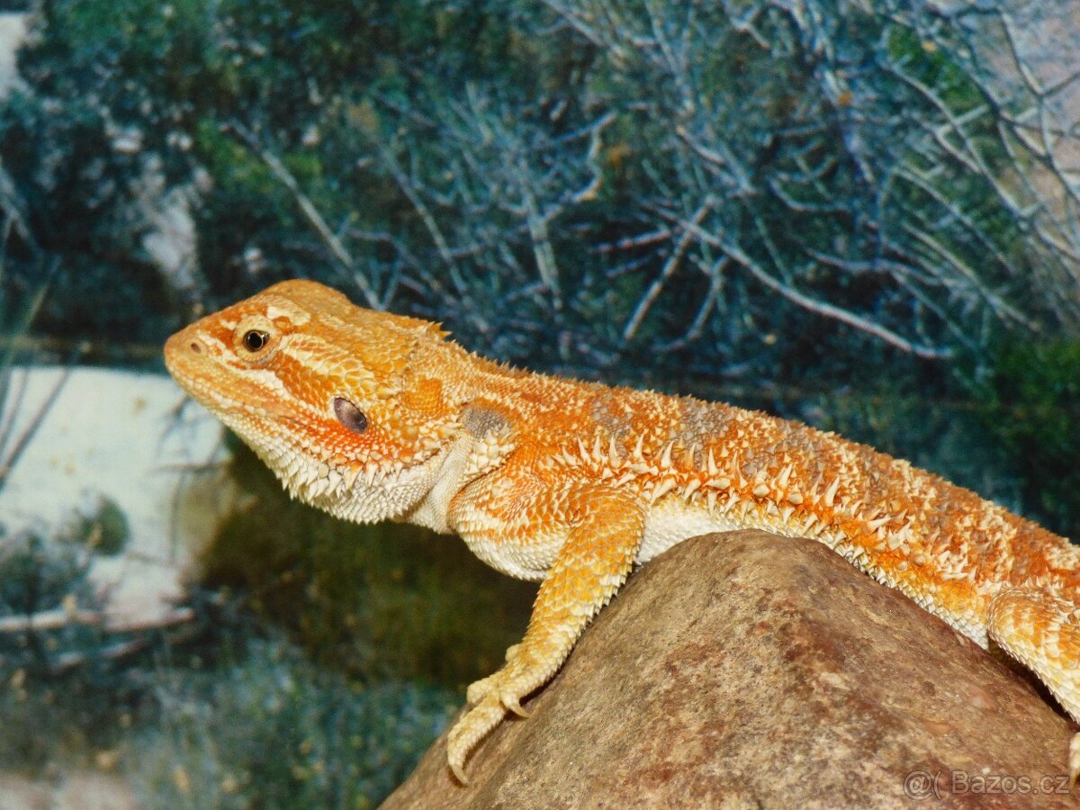 Agama vousatá (Pogona vitticeps) - 2