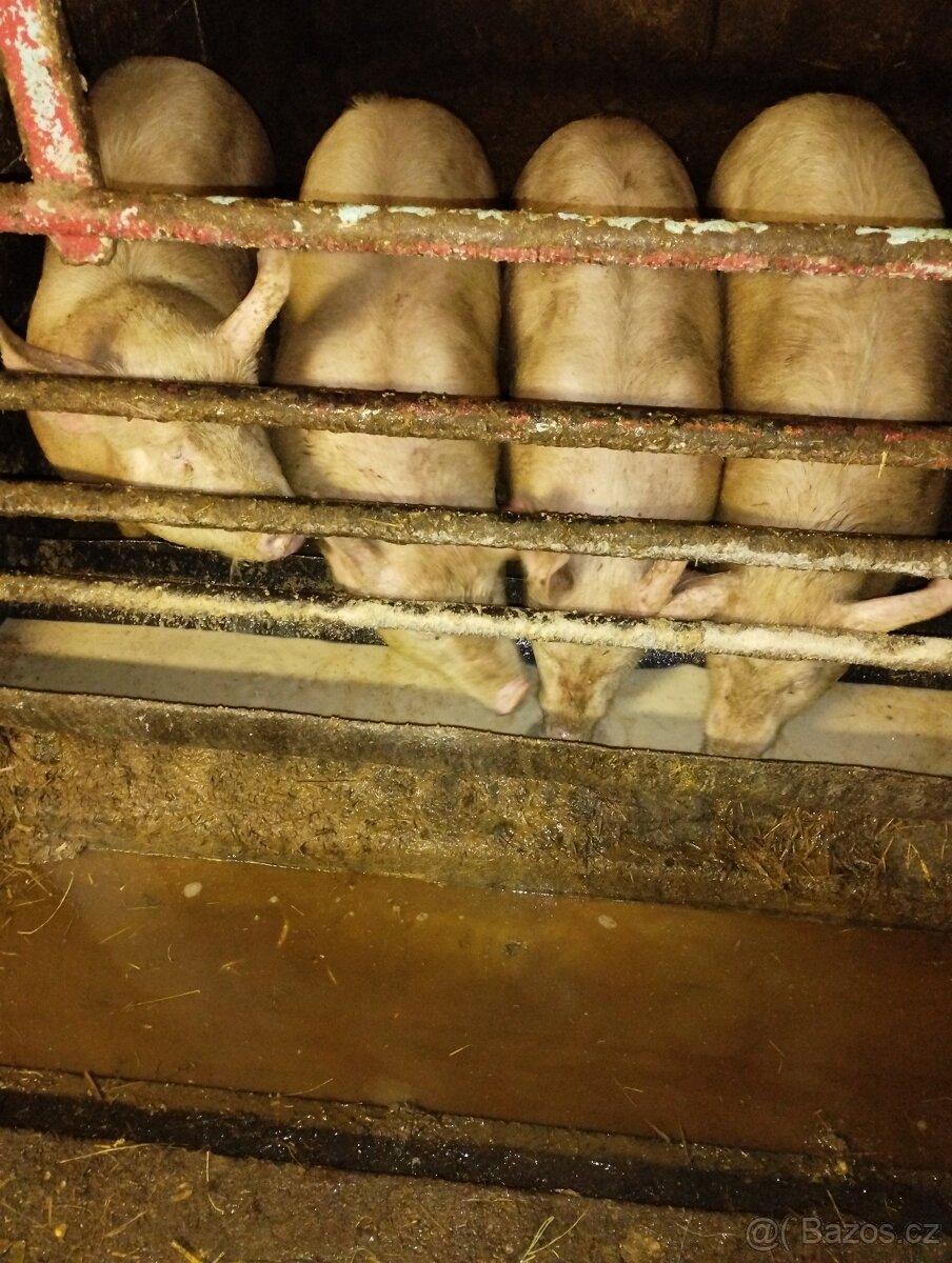 Prodám domácí prasata - 2