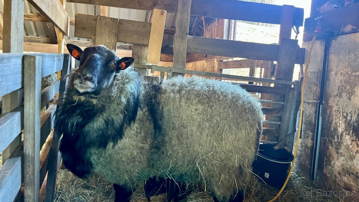 Romanovský beran - 2