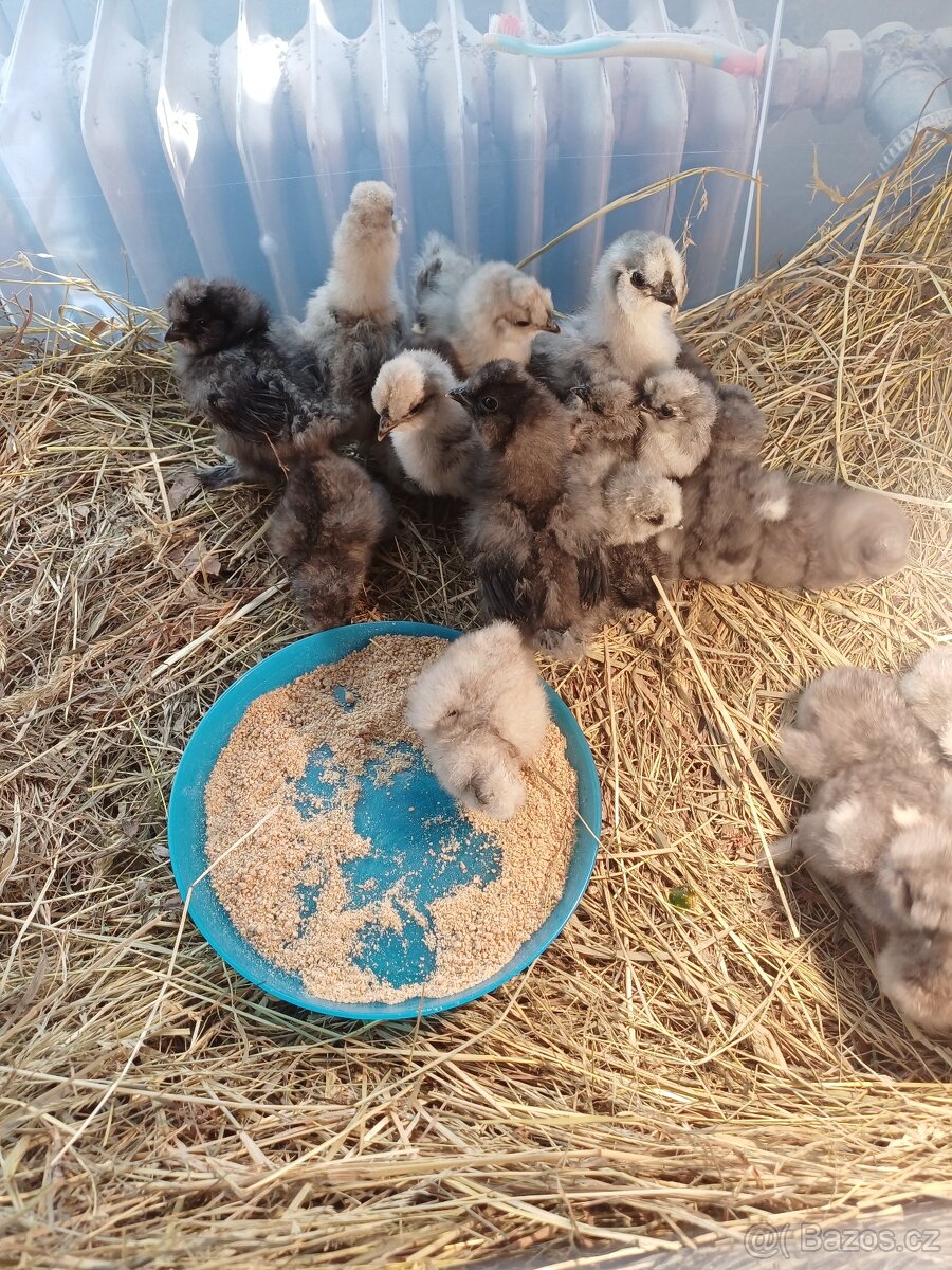 Hedvábnička velká vousatá splash - 2