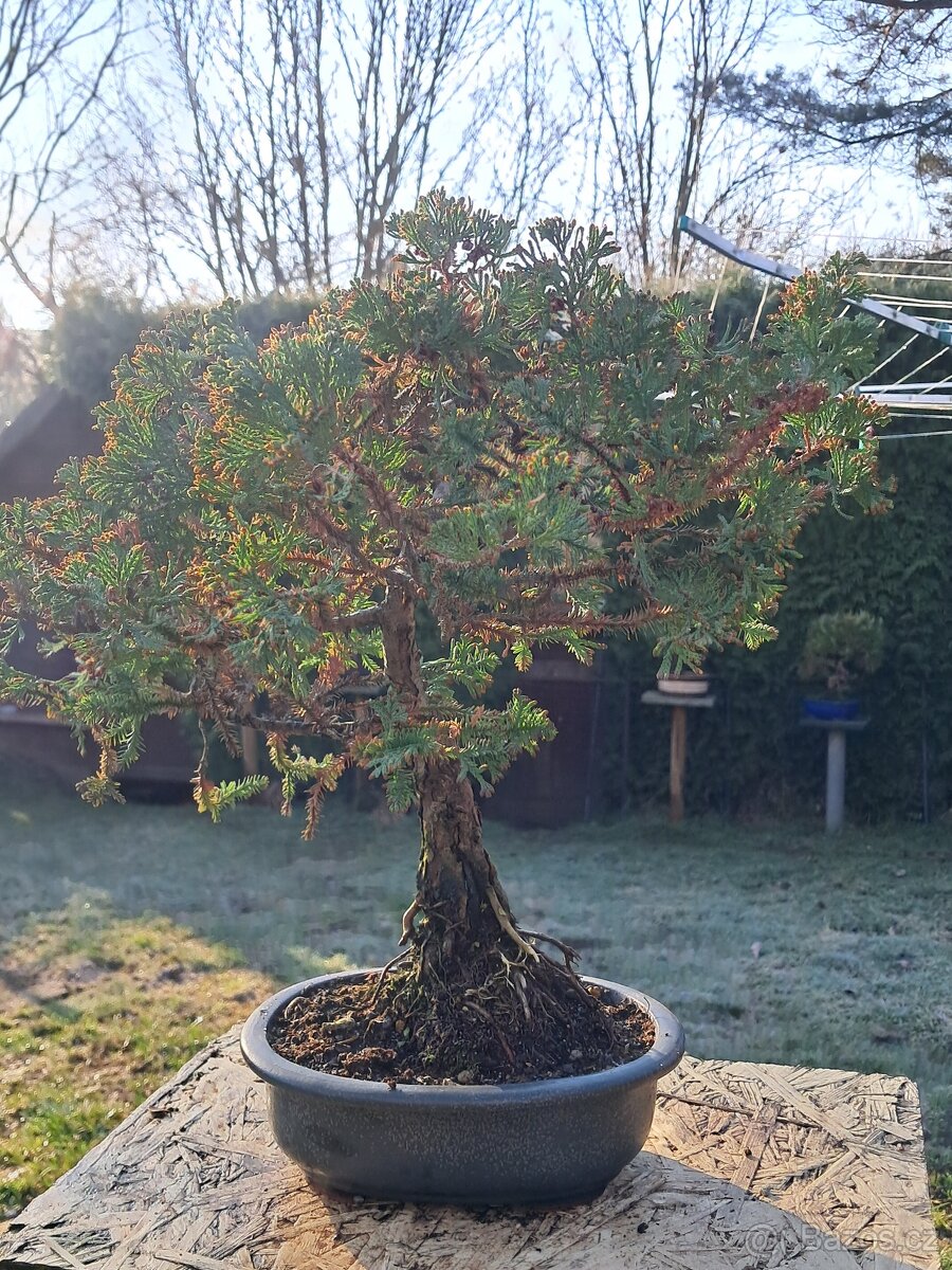 Bonsaj,bonsai Cypřiš - 2