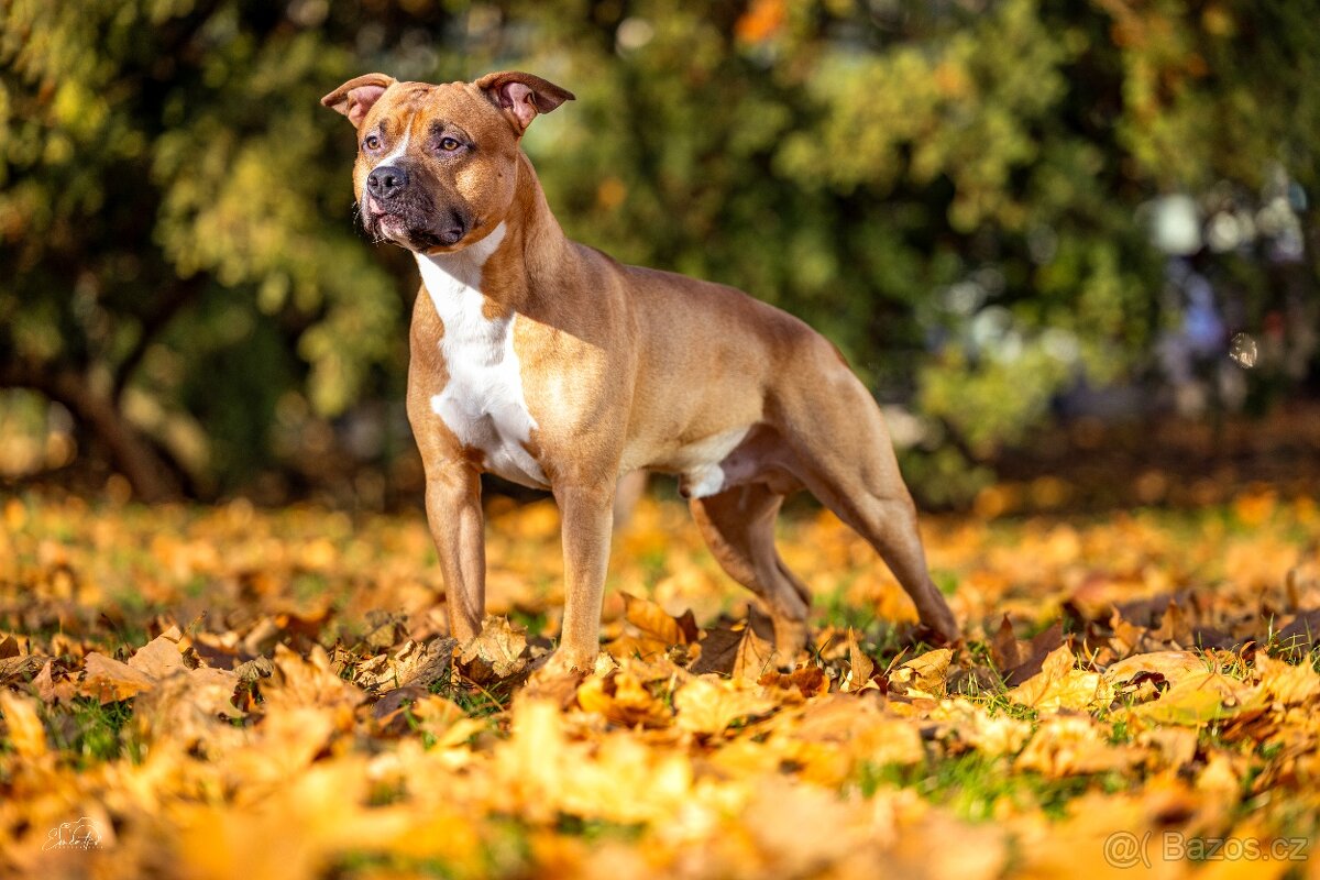 Americký stafordšírský teriér ke krytí - 2