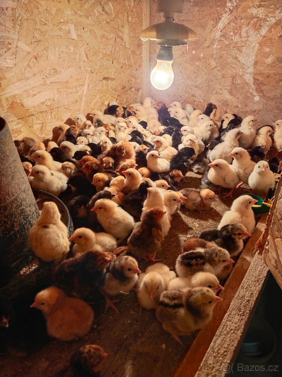 Kuřátka ,, běžci - 2