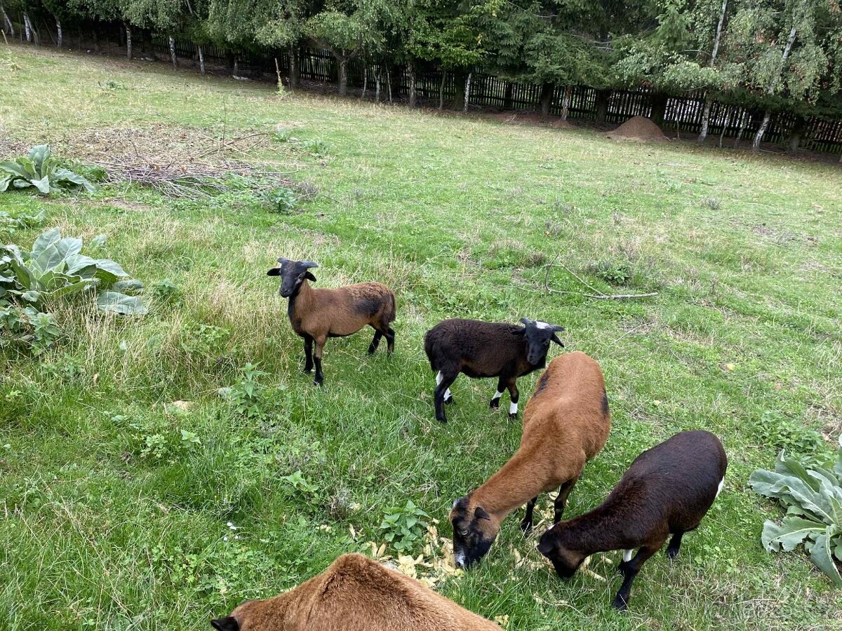 Kamerunský beran (2x) - 2