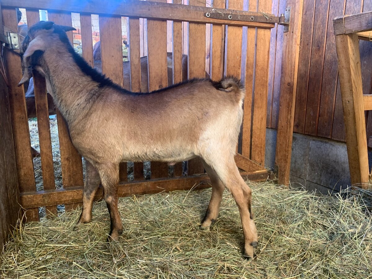 100% anglonubijský kozel - 2