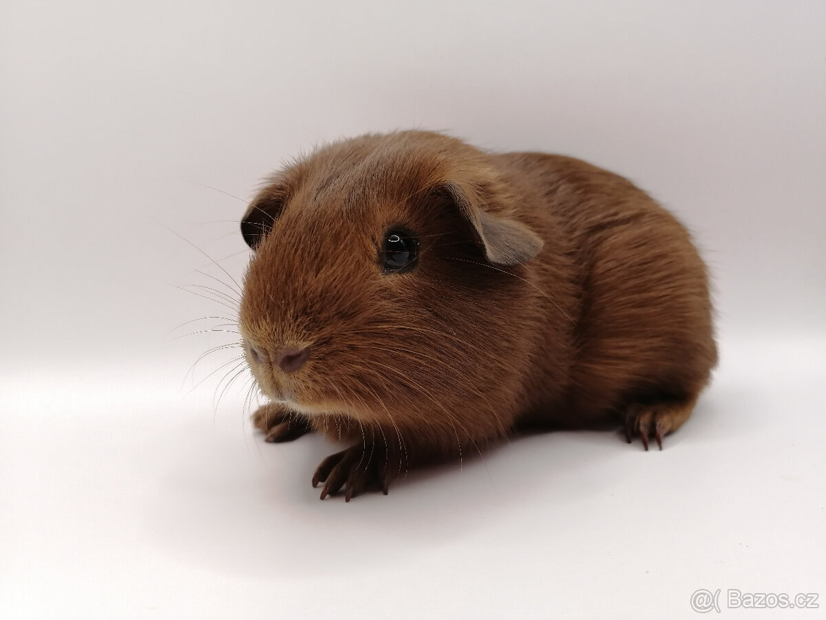 Morče, morčátka - 2