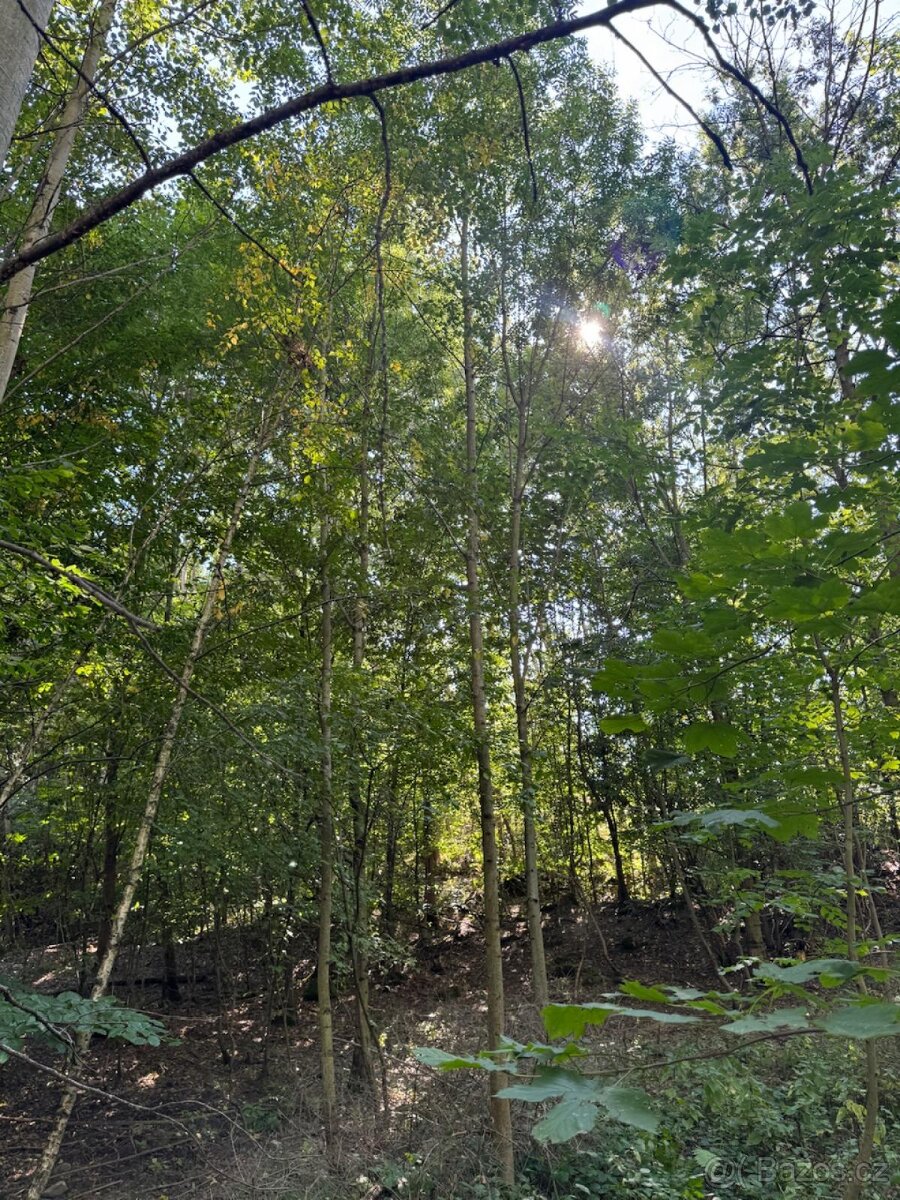 Prodej lesního pozemku v k.ú. Boháňka - 2