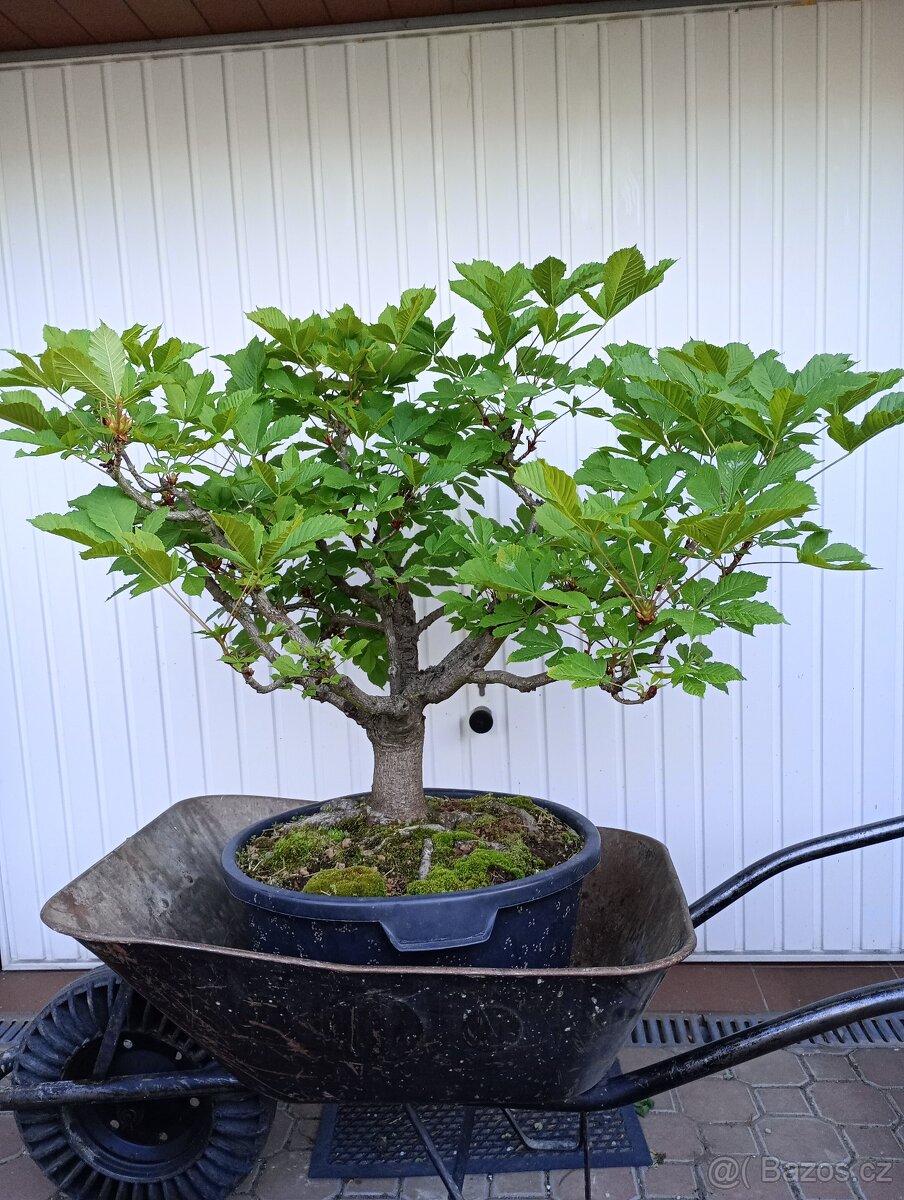 Jírovec maďal (kaštan) bonsai - 2