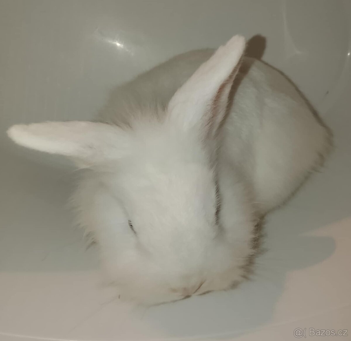 Zakrslý králíček bez PP sameček Billie - 2
