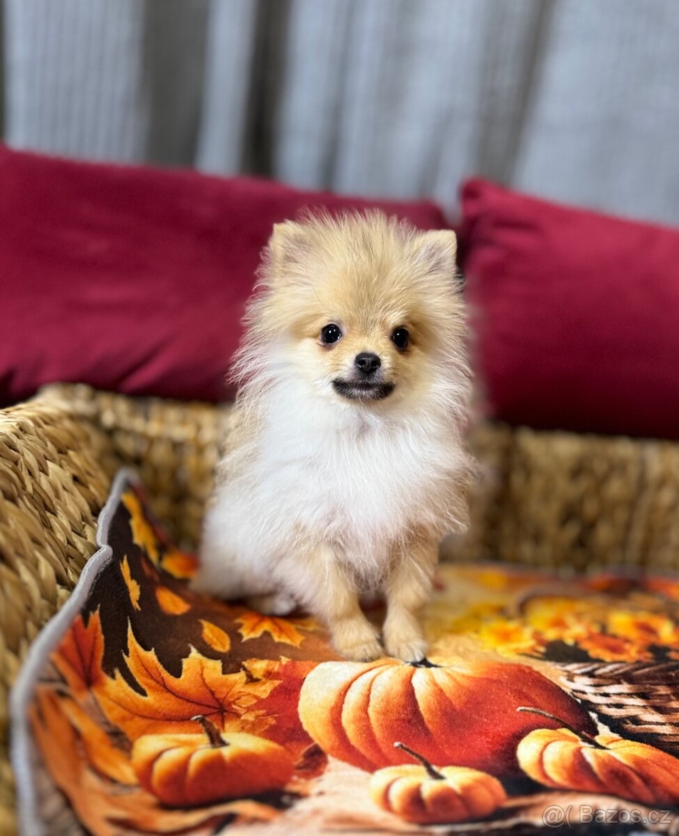 Pomeranian mini S PP - 2