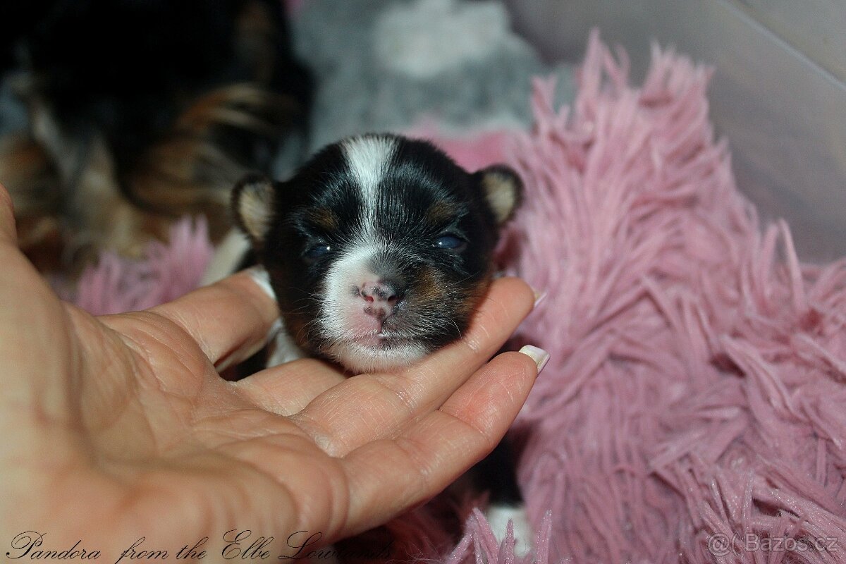 biewer terier s PP / jorksírský terier s PP - 2