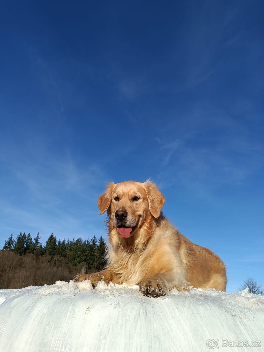Krytí - zlatý retrívr - 2