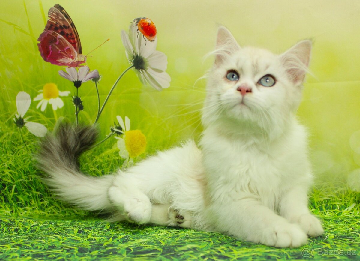 Sibiřská kočka - Neva Masqerade - 2