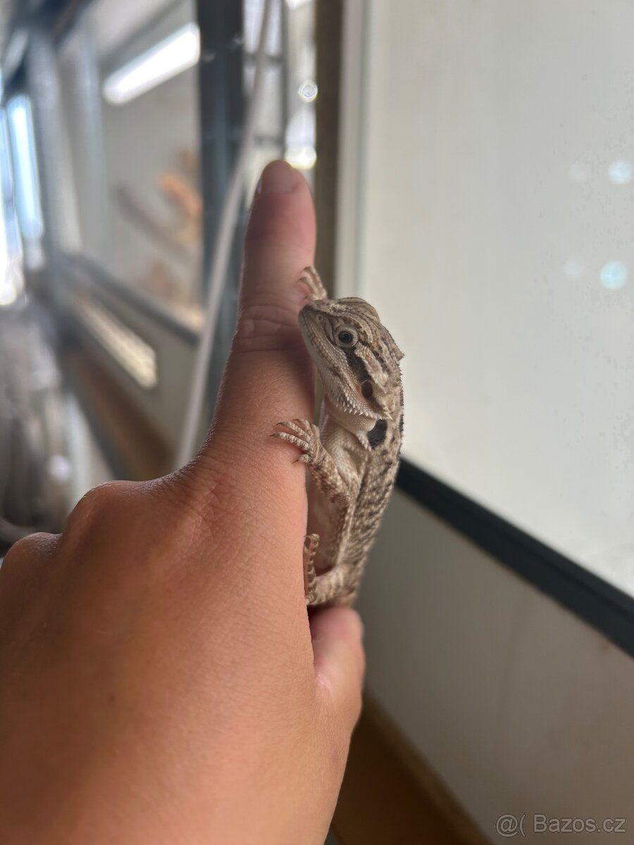 Agama vousatá samec - 2