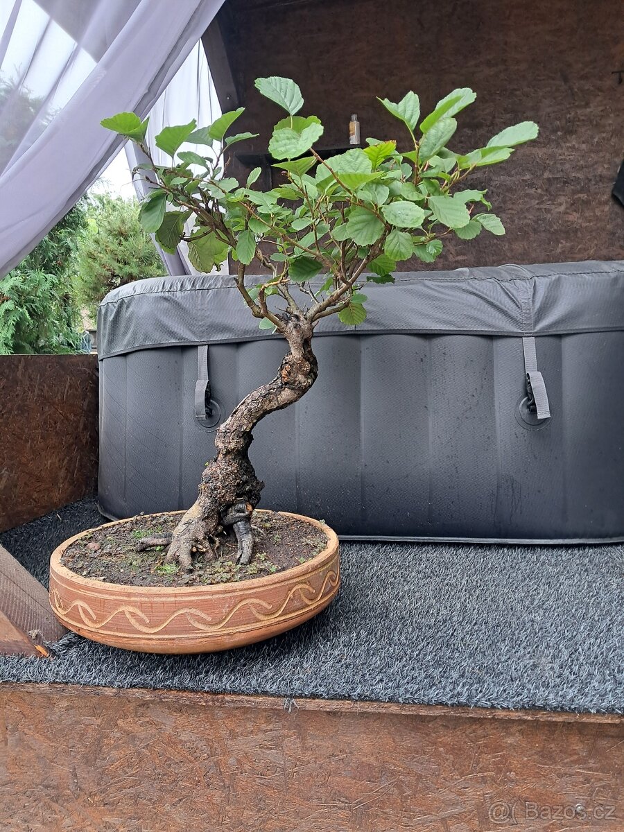Bonsaj bonsai Olše - 2