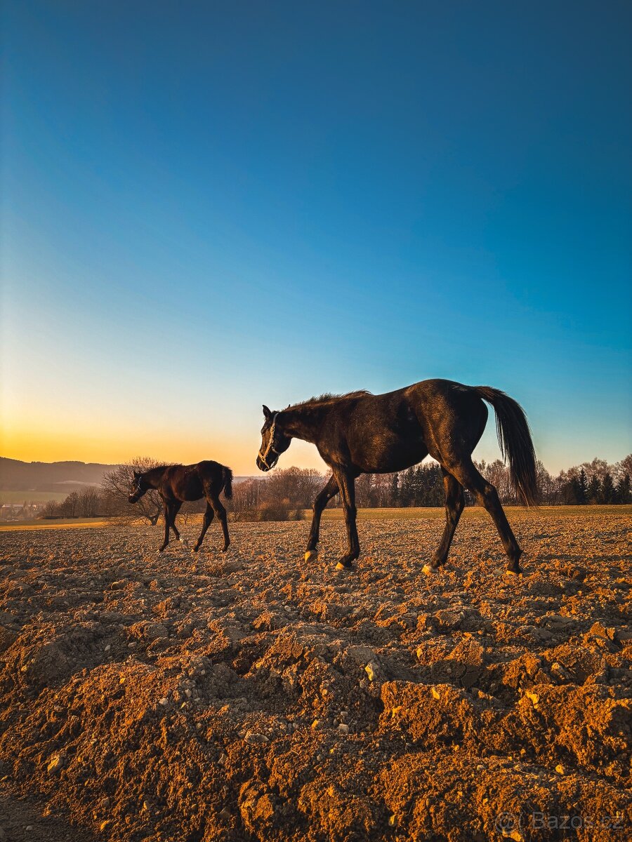 Hledáme výpomoc ke koním - 2