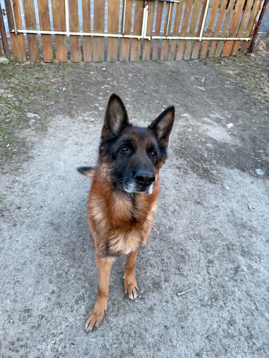 Německý ovčák s PP 6let - 2