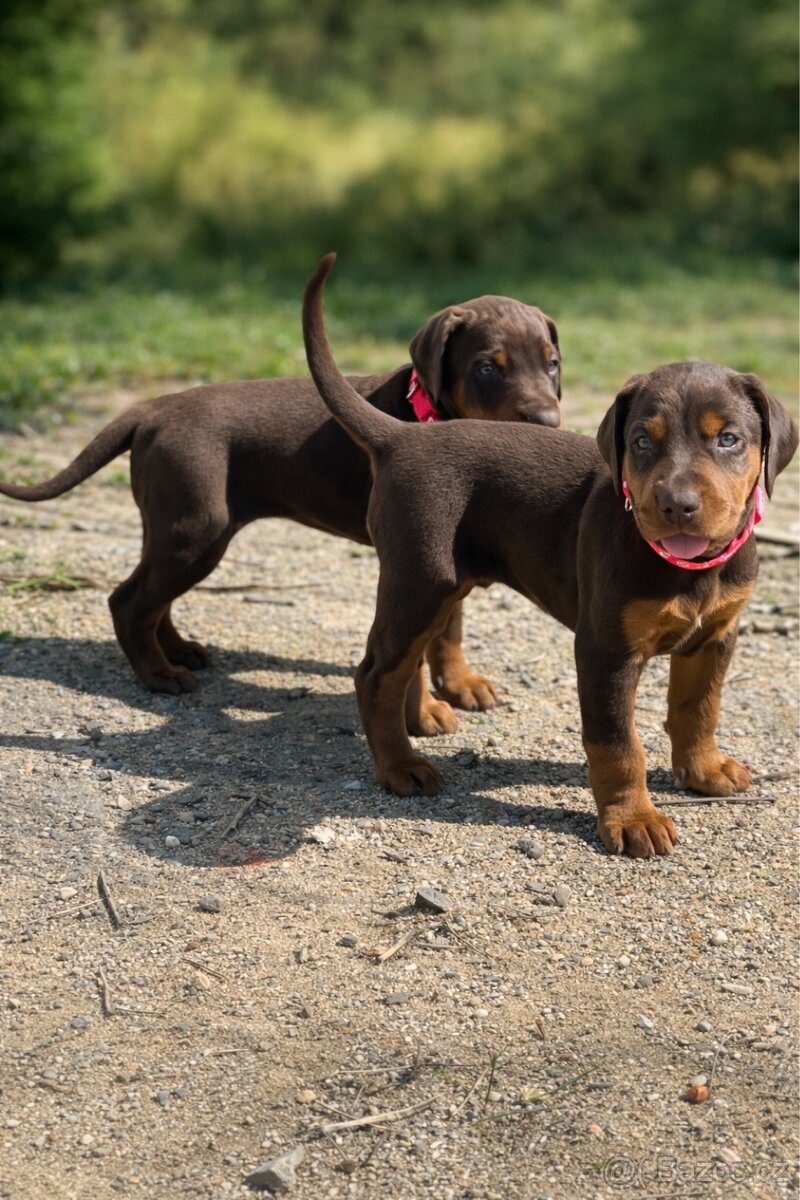 Štěňata dobrmana - 2