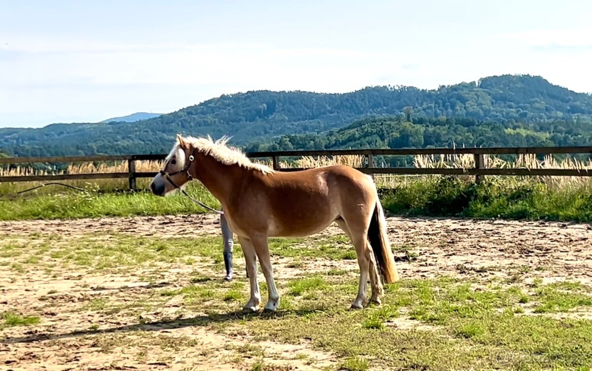 Kvalitní klisnicka hafling - 2