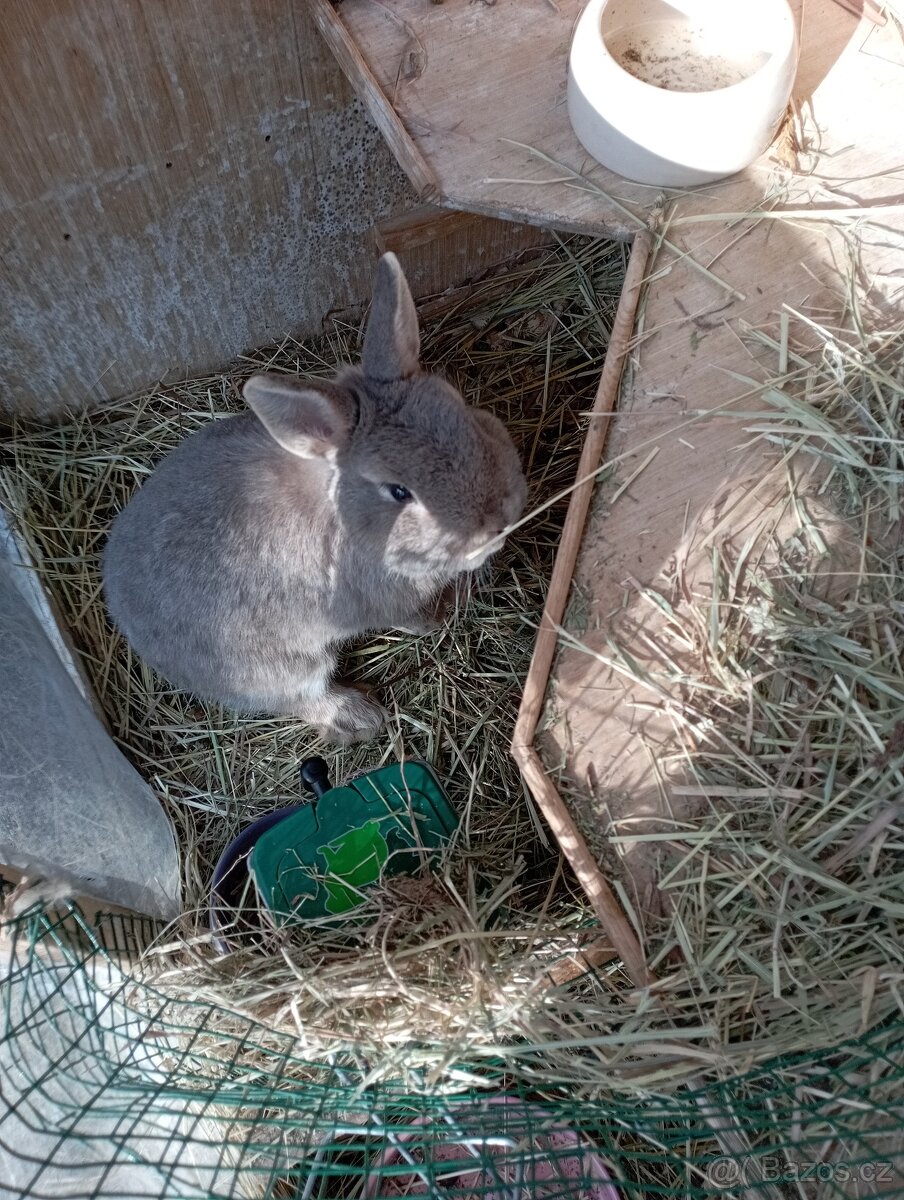 Zakrslý králík-LEVNĚ - 2