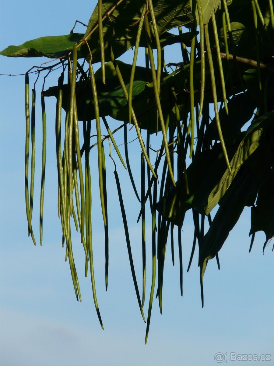Catalpa bignoides Katalpa - 2
