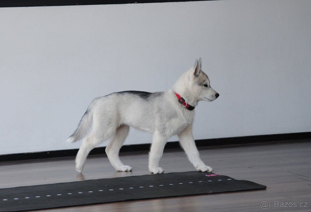 Sibírsky Husky s PP - 2