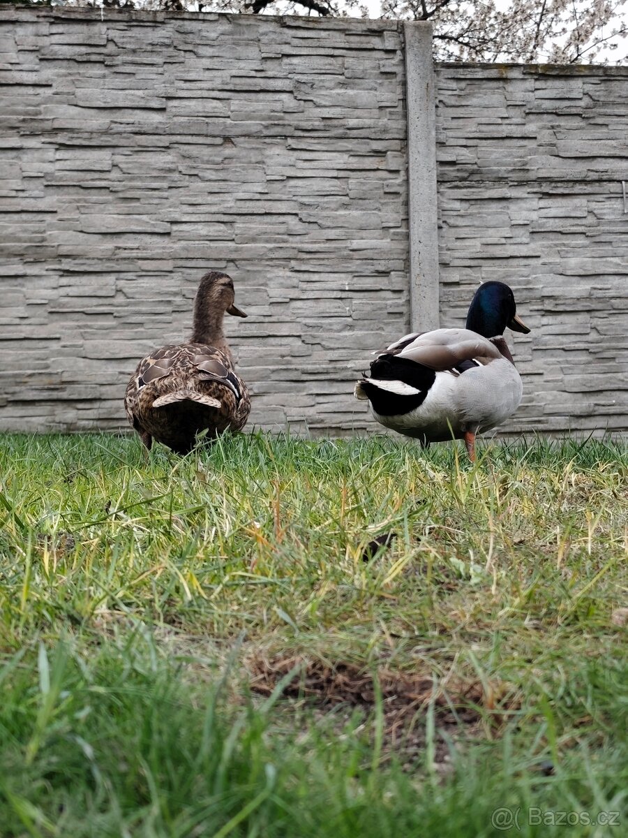 Kachna divoká mladý pár - 2