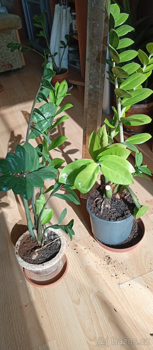 Zamioculcas - 2