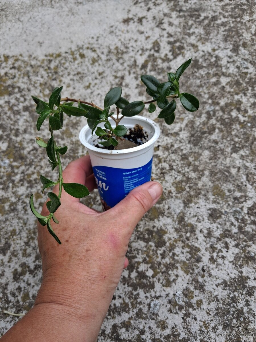 Nemanthus - 2