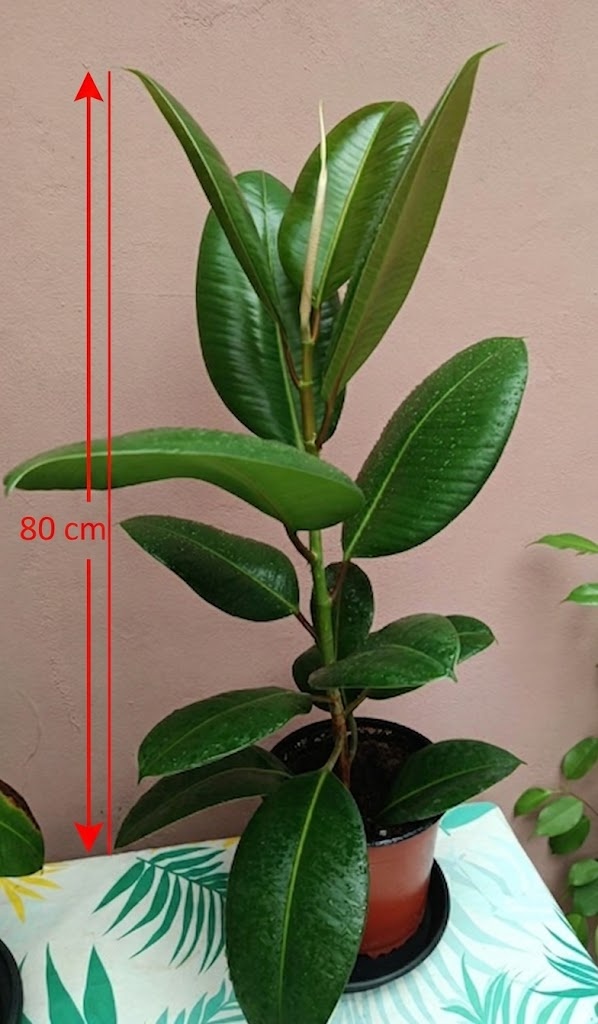 Ficus elastica 80 a 100 cm - 2