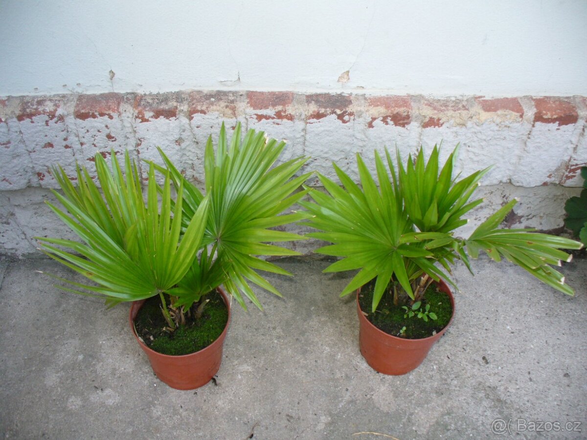 Palma Livistonia - 2