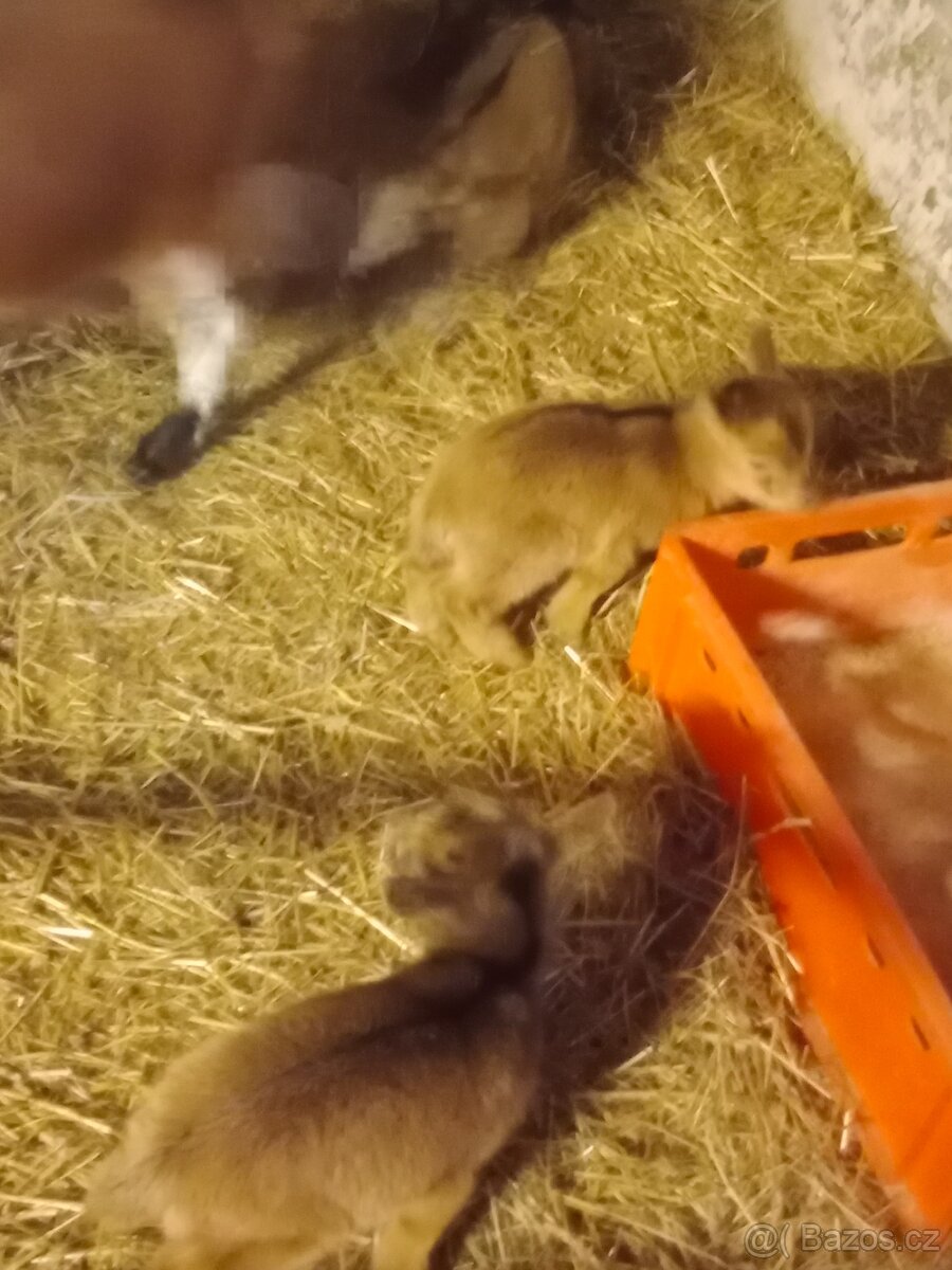 Kamerunská kůzlata - 2