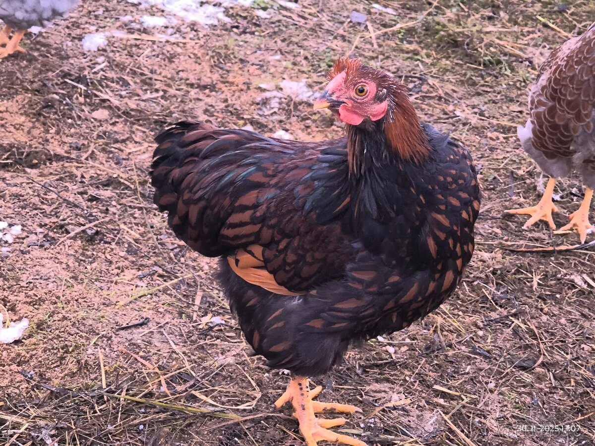 Wyandotka zdrobnělá - 2