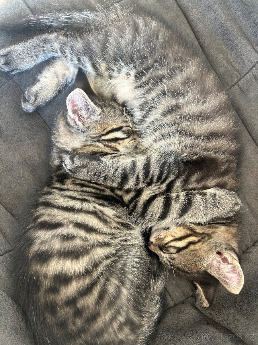 Koťátka - 2