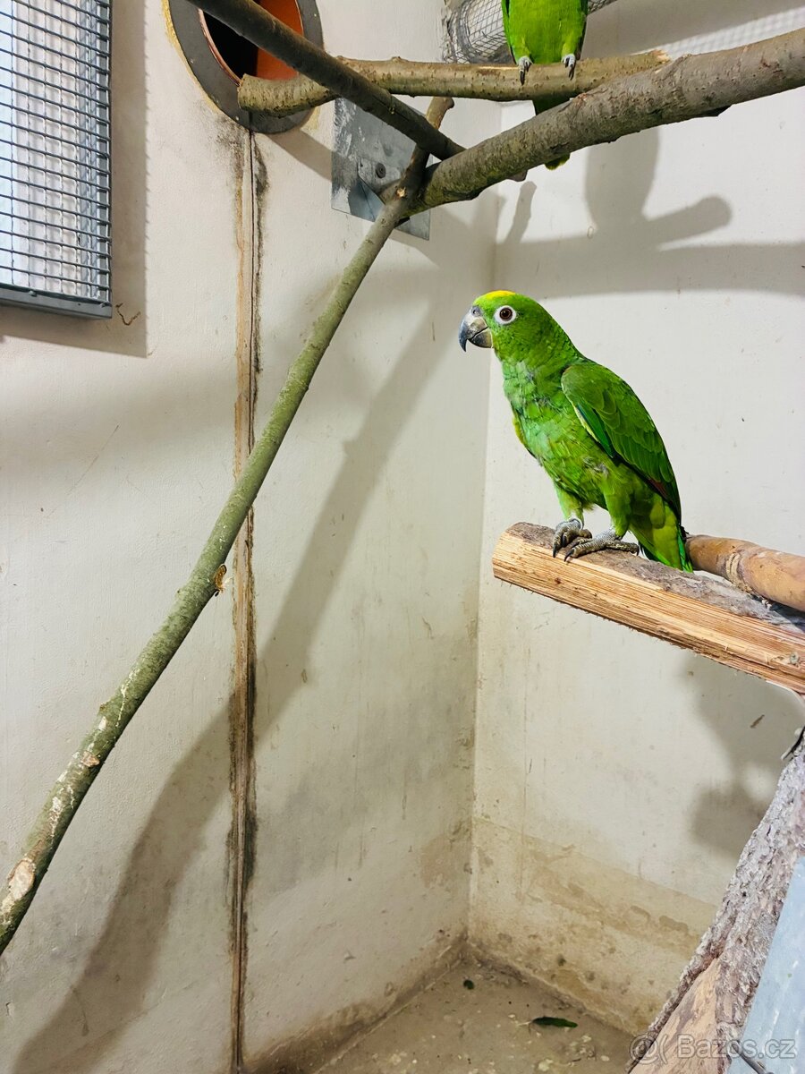 Amazoňan surinamský - 2