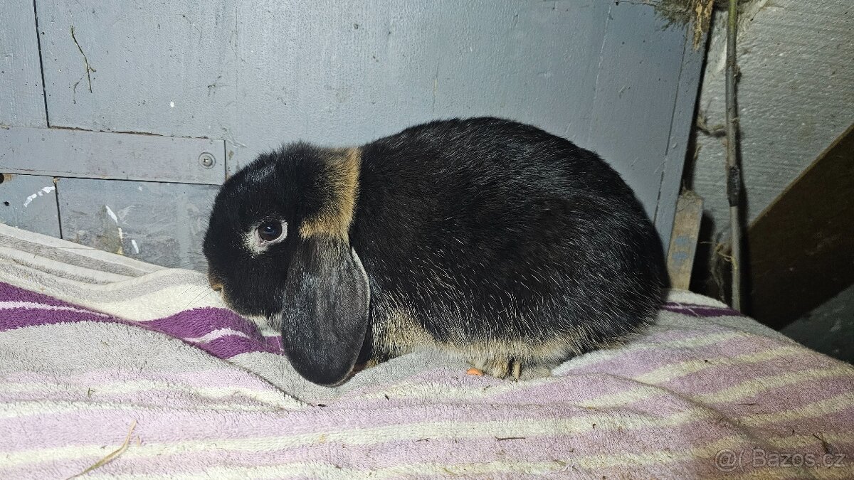 Zakrslý beránek samička - 2