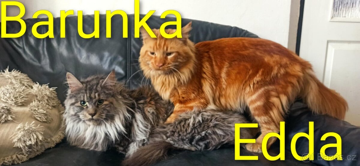 Mainská mývalí koťátka bez PP - 2