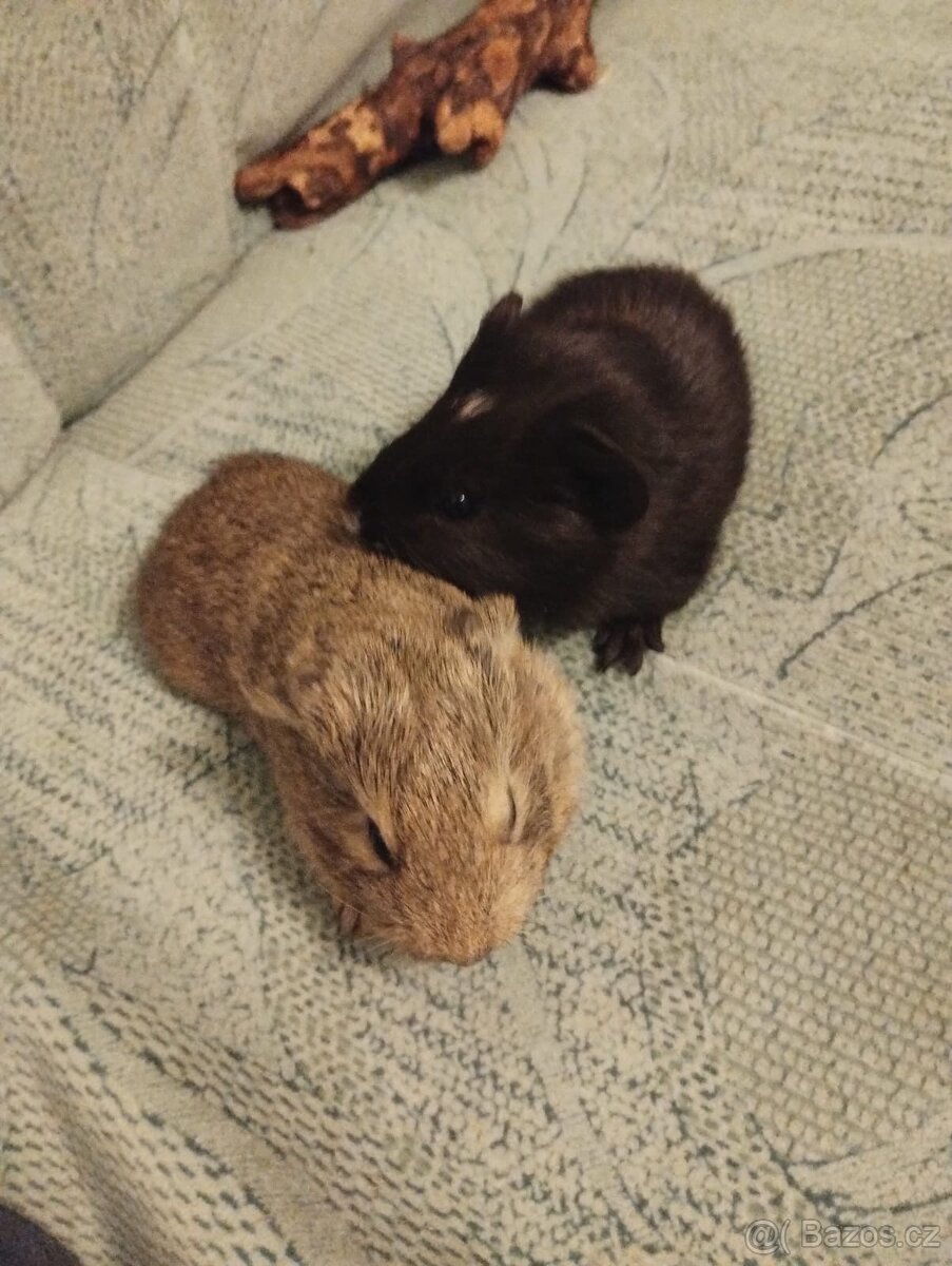 Morčata - 2