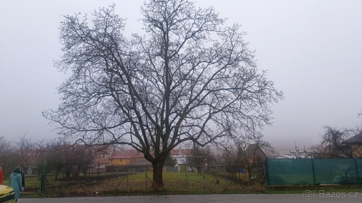 Dřevo ořech - strom - 2